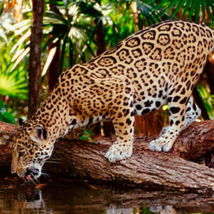 Manu Reserved Zone 07 Days.